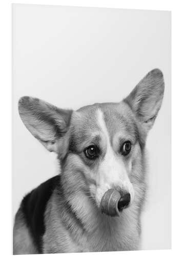 Quadro em PVC Corgi I