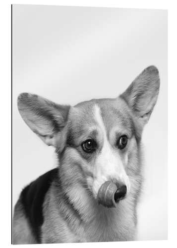 Quadro em plexi-alumínio Corgi I