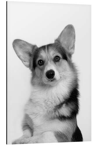 Aluminium print Corgi II