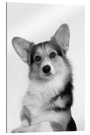 Gallery print Corgi II