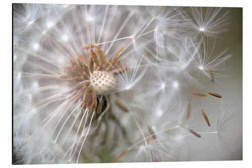 Alubild Pusteblume 