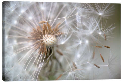 Canvas-taulu Dandelion