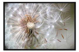 Gerahmter Kunstdruck Pusteblume 