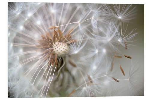 Foam board print Dandelion