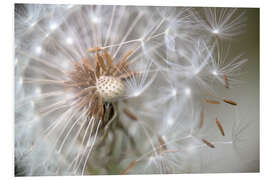 Foam board print Dandelion