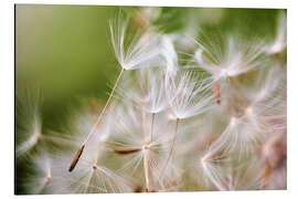 Alubild Pusteblume Schirmchen