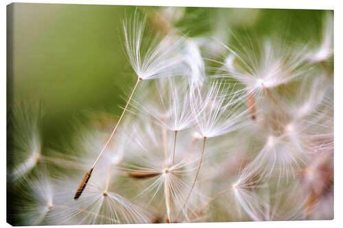 Canvas print Pusteblume Schirmchen