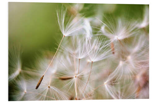 Foam board print Pusteblume Schirmchen