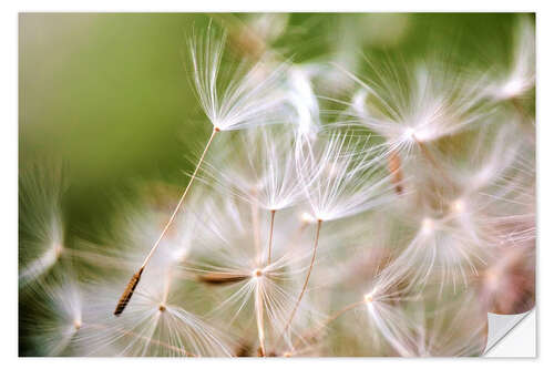 Wall sticker Pusteblume Schirmchen