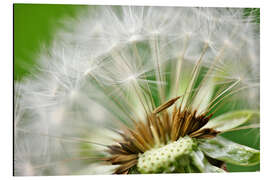 Alubild Pusteblume grünes Bokeh