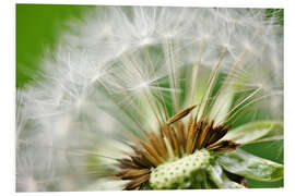 Foam board print Pusteblume grünes Bokeh