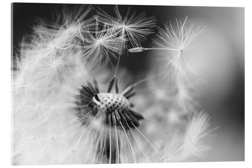 Akrylbilde Flying seeds of the dandelion