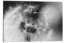 Aluminiumsbilde Flying seeds of the dandelion