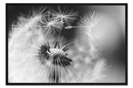 Gerahmter Kunstdruck Fliegende Samen der Pusteblume