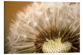 Aluminium print Pusteblume Makro