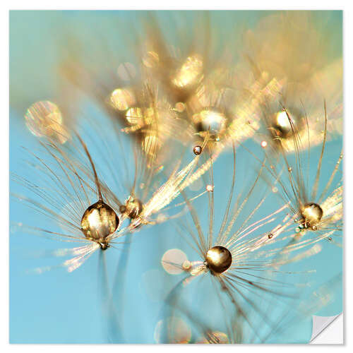 Vinilo para la pared Dandelion and pearls