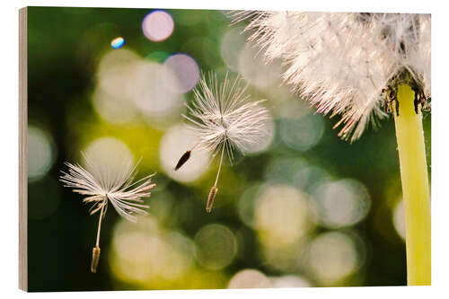 Holzbild Pusteblume Gute Reise