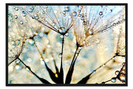 Gerahmter Kunstdruck Pusetblume Morgentau
