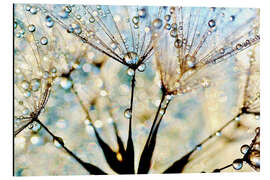 Magnettafel Pusetblume Morgentau