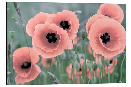 Aluminiumsbilde Poppies in closeup, pastel