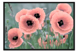Gerahmter Kunstdruck Mohnblumen in der Nahaufnahme, pastel