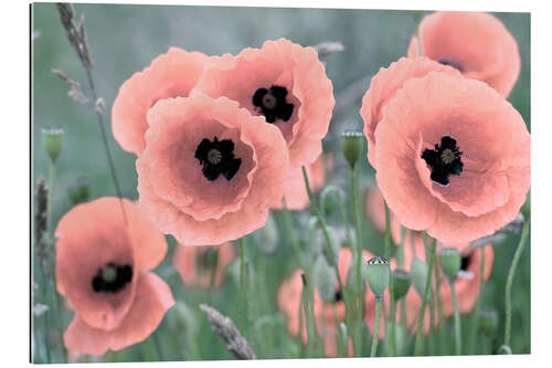 Gallery print Poppies in closeup, pastel