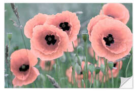 Selvklebende plakat Poppies in closeup, pastel