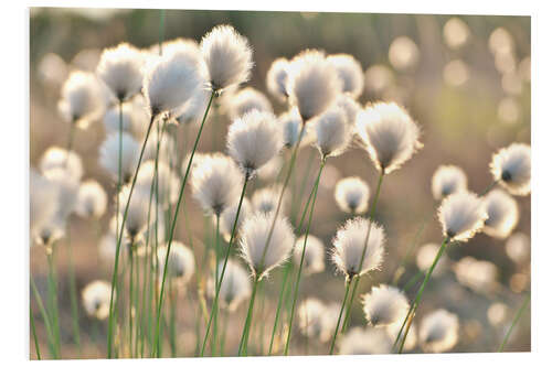 Foam board print Grass in the breeze