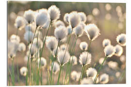 Gallery print Grass in the breeze