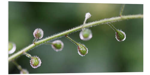 Tableau en PVC rain buds