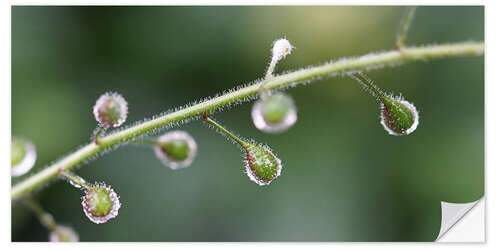 Vinilo para la pared rain buds