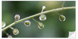 Selvklebende plakat rain buds