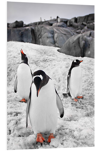 Foam board print Three penguins with rocks in the background