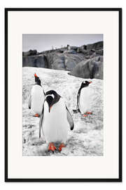 Gerahmter Kunstdruck Drei Pinguine mit Felsen im Hintergrund