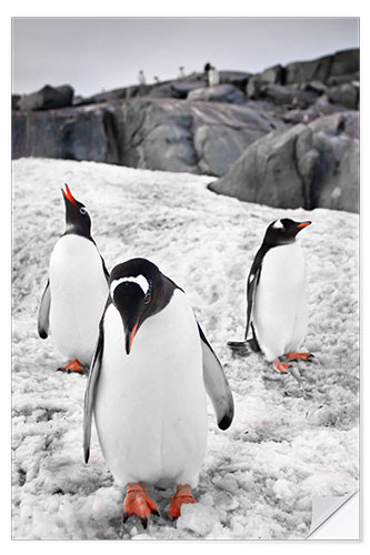 Wall sticker Three penguins with rocks in the background