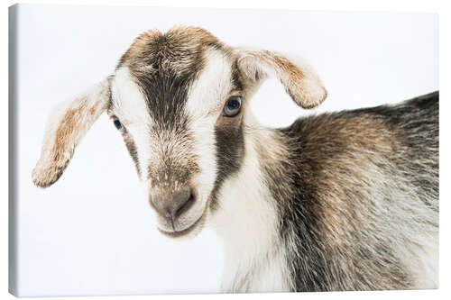 Stampa su tela baby goat