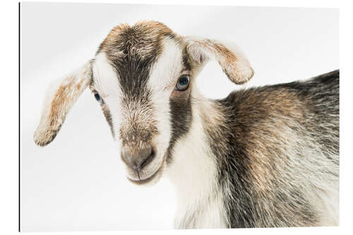 Gallery print baby goat