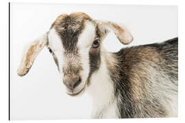 Magnettafel Baby Ziege