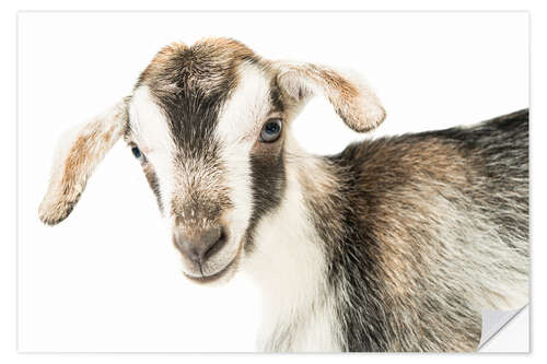 Autocolante decorativo baby goat