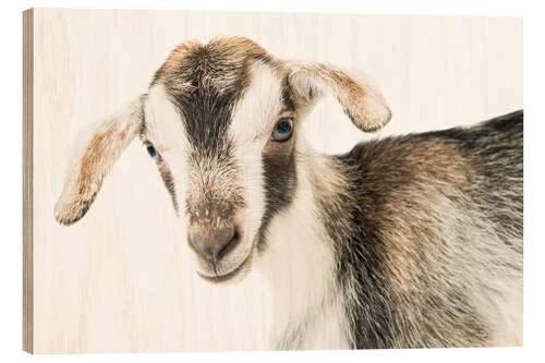 Obraz na drewnie baby goat