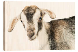 Wood print baby goat