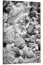 Aluminium print Shells under water