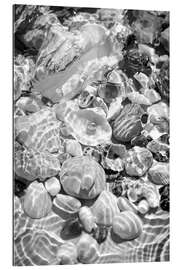 Gallery print Shells under water