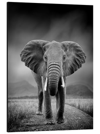 Print på aluminium  Elefant på sort baggrund