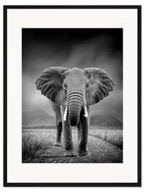 Gerahmter Kunstdruck Elefant auf schwarzem Hintergrund