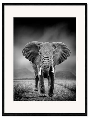 Kehystetty taidepainatus Elephant on black background