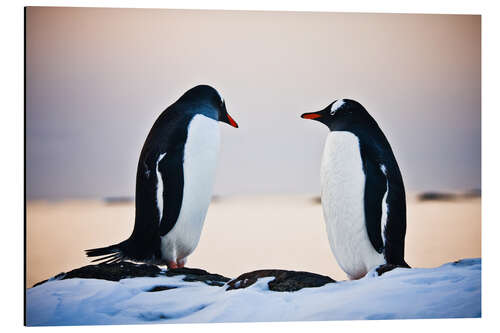 Aluminium print Two identical penguins