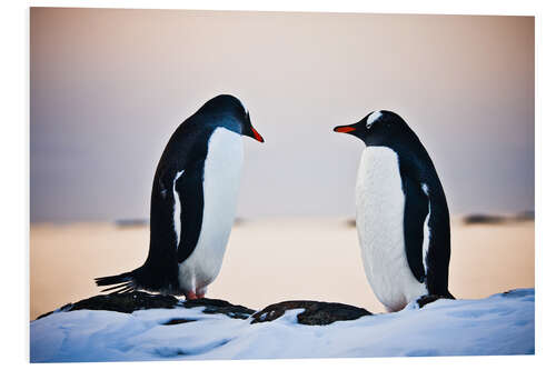 Foam board print Two identical penguins