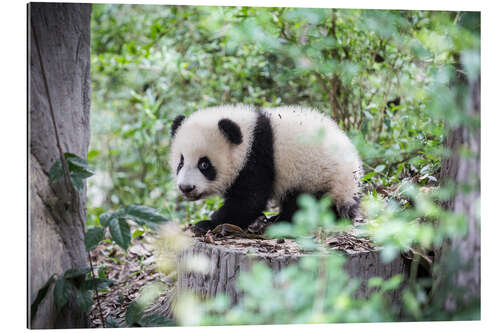 Gallery print Panda cub