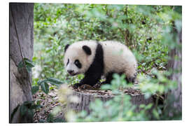 Magnettafel Pandajunges